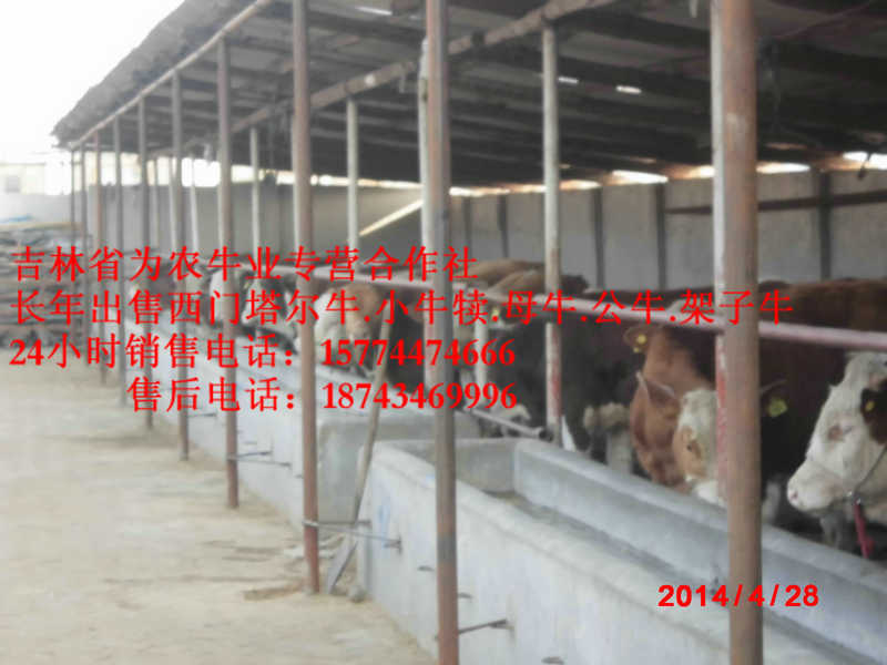 清水河县西门塔尔肉牛 东北正规养殖场 西门塔尔牛批发 东北牛犊图片