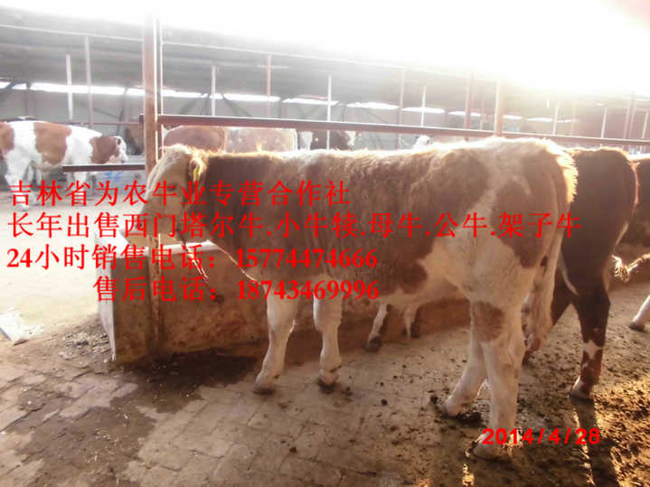 东乌珠穆沁旗西门塔尔改良牛&nbsp;&nbsp;夏落来牛价格&nbsp;&nbsp;西门塔尔母牛&nbsp;&nbsp;营城子在哪里