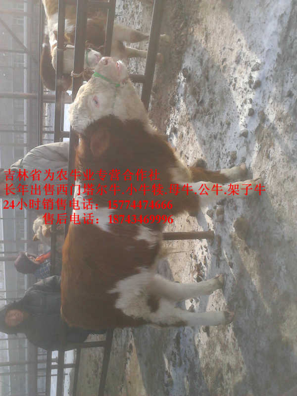 巴林右旗吉林养殖合作社&nbsp;&nbsp;东北养殖场&nbsp;&nbsp;什么牛长得快&nbsp;&nbsp;西门塔尔牛图片