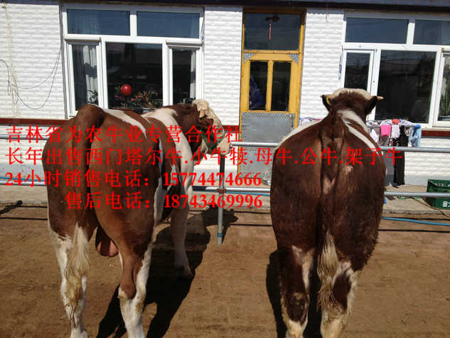 正镶白旗四平架子牛&nbsp;&nbsp;东北养殖场&nbsp;&nbsp;营城子肉牛&nbsp;&nbsp;西门塔尔牛