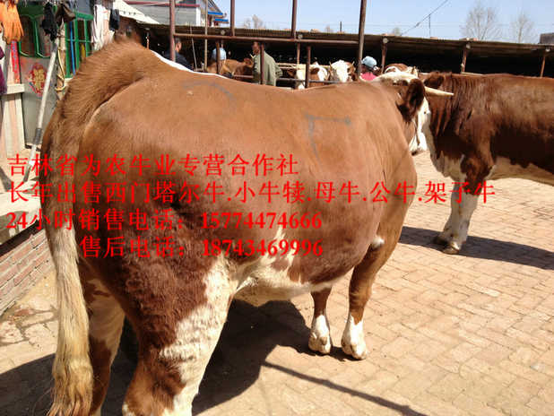 鸡西市东北养殖牛场&nbsp;&nbsp;东北繁育母牛&nbsp;&nbsp;西门塔尔肉牛&nbsp;&nbsp;东北牛犊价格