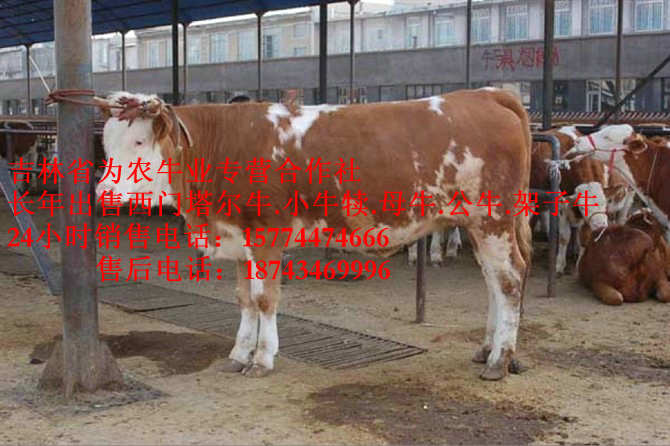 东辽县四平繁育母牛 西门塔尔母牛 吉林繁育母牛 什么牛长得快