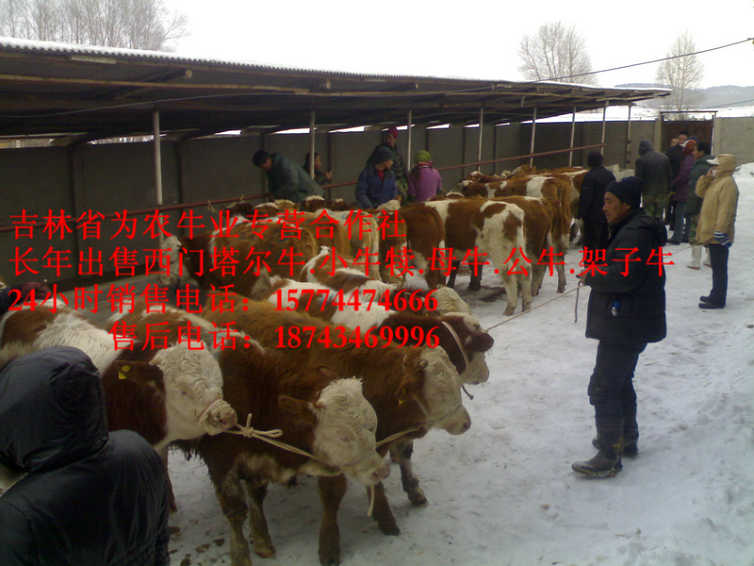 德惠市西门塔尔牛厂家&nbsp;&nbsp;牛饲料配比&nbsp;&nbsp;什么牛长得快&nbsp;&nbsp;东北小牛图片