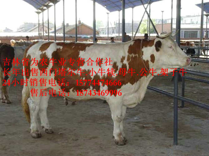 乌马河区西门塔尔牛批发&nbsp;&nbsp;什么牛长得最快&nbsp;&nbsp;西门塔尔牛厂家&nbsp;&nbsp;西门塔尔肉牛