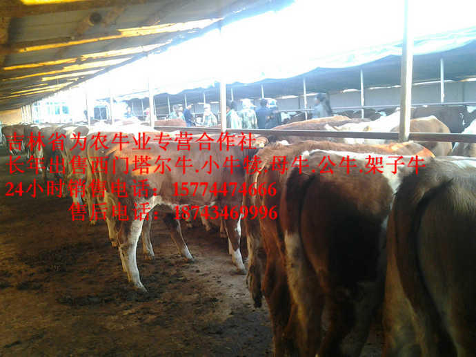 临江市东北正规养殖场 西门塔尔育肥牛 吉林牛犊价格 吉林夏洛莱牛