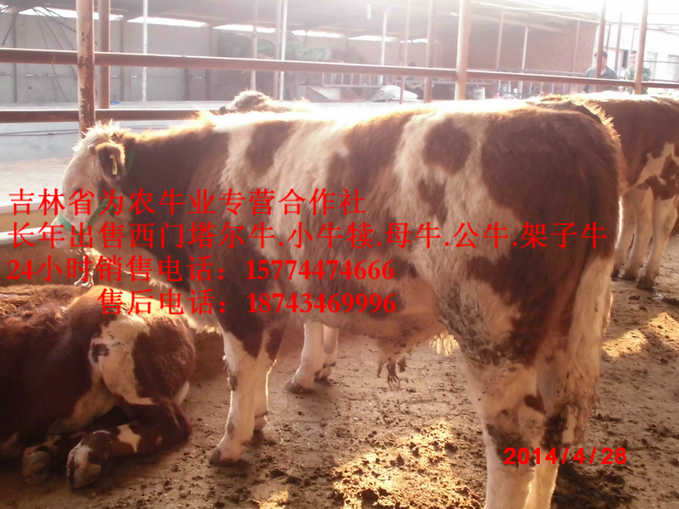 临江市东北正规养殖场 西门塔尔育肥牛 吉林牛犊价格 吉林夏洛莱牛