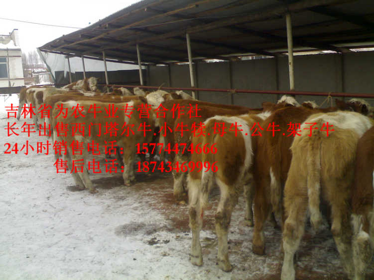 和林格尔县西门塔尔牛图片&nbsp;&nbsp;什么牛长得快&nbsp;&nbsp;西门塔尔肉牛&nbsp;&nbsp;吉林牛犊价格