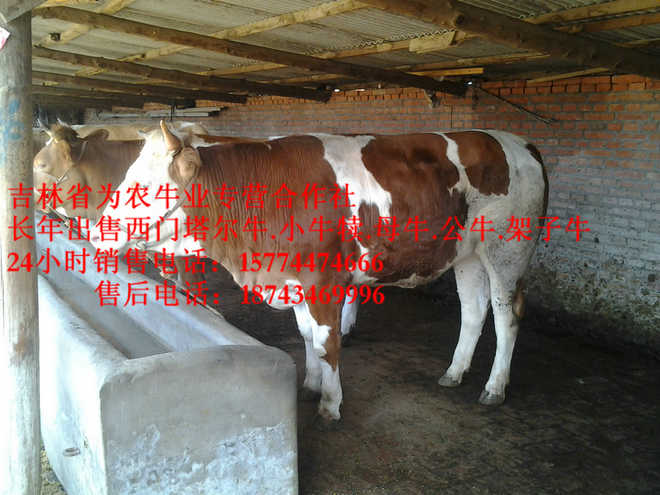多伦县吉林哪里牛价低&nbsp;&nbsp;营城子在哪里&nbsp;&nbsp;西门塔尔牛&nbsp;&nbsp;东北养殖场