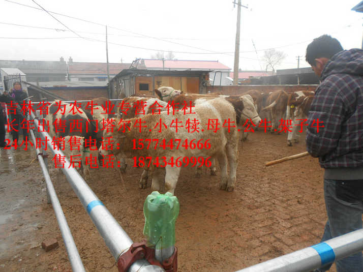 绥棱县牛犊交易市场&nbsp;&nbsp;吉林小牛图片&nbsp;&nbsp;东北牛犊价格&nbsp;&nbsp;东北小牛图片