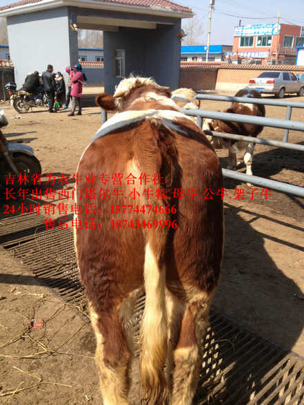 喀喇沁左翼蒙古族自治县肉牛交易市场 营城子在哪里 东北养殖场 吉林养殖合作社