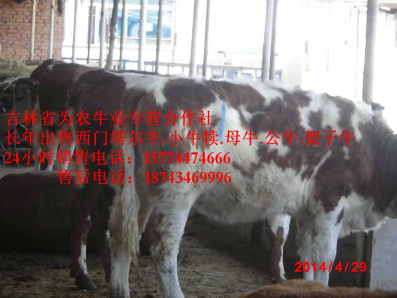 绥棱县牛犊交易市场&nbsp;&nbsp;吉林小牛图片&nbsp;&nbsp;东北牛犊价格&nbsp;&nbsp;东北小牛图片