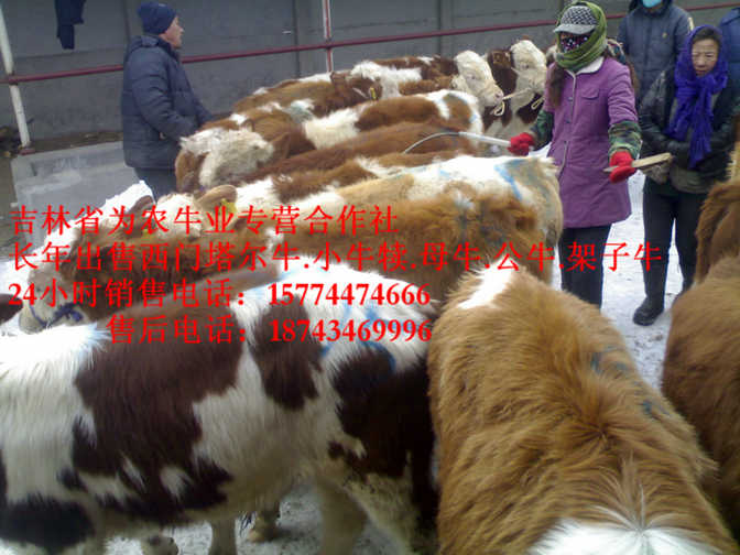 绥芬河市吉林哪里牛价低&nbsp;&nbsp;牛饲料配比&nbsp;&nbsp;四平繁育牛犊&nbsp;&nbsp;什么牛下犊好