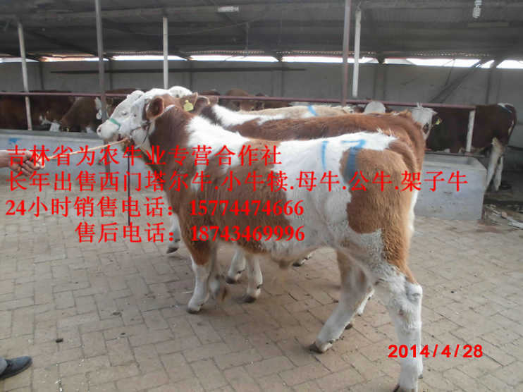 喀喇沁左翼蒙古族自治县牛场管理 夏洛莱牛场家 什么牛长得快 西门塔尔牛价格