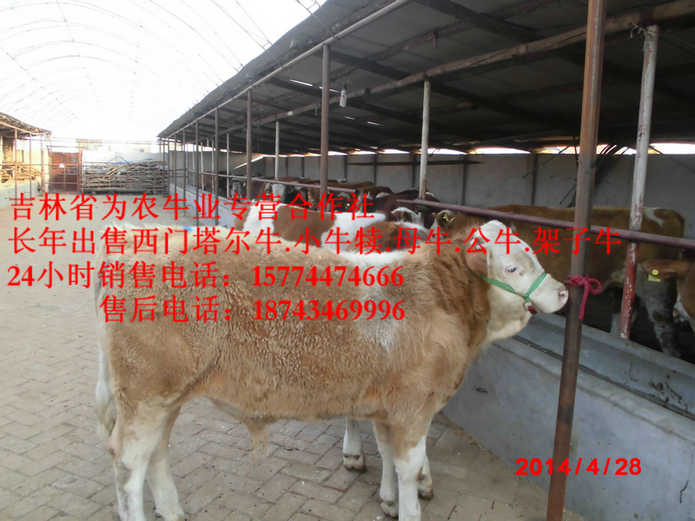 呼兰区肉牛交易市场&nbsp;&nbsp;营城子牛场&nbsp;&nbsp;西门塔尔育肥牛