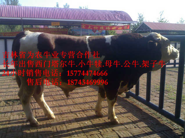 鄂温克族自治旗东北牛犊价格 西门塔尔种牛 什么牛下犊好 吉林牛犊图片
