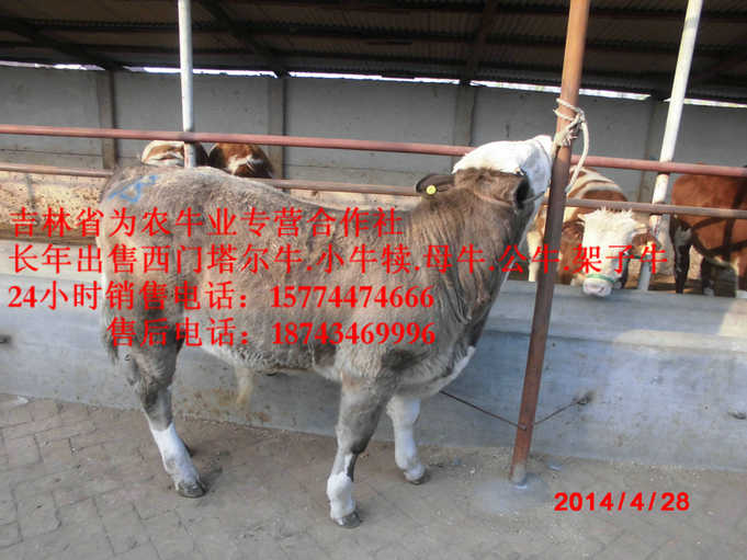 伊金霍洛旗西门塔尔架子牛&nbsp;&nbsp;售西门塔尔牛犊&nbsp;&nbsp;东北改良牛基地&nbsp;&nbsp;什么牛长得最快