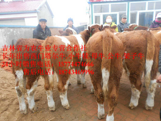 凉城县西门塔尔育肥牛&nbsp;&nbsp;肉牛交易市场&nbsp;&nbsp;东北养殖场&nbsp;&nbsp;什么牛最好养