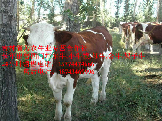 皇姑区什么牛下犊好&nbsp;&nbsp;西门塔尔牛&nbsp;&nbsp;东北养殖场&nbsp;&nbsp;营城子西门塔尔
