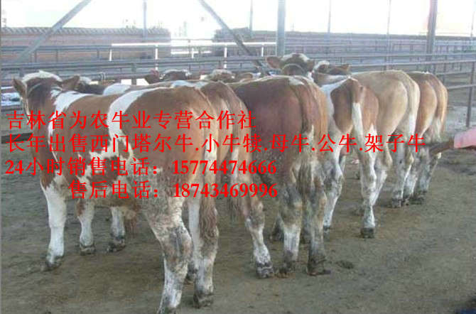 磴口县东北养殖牛场&nbsp;&nbsp;吉林繁育母牛&nbsp;&nbsp;牛病防治&nbsp;&nbsp;西门塔尔牛厂家