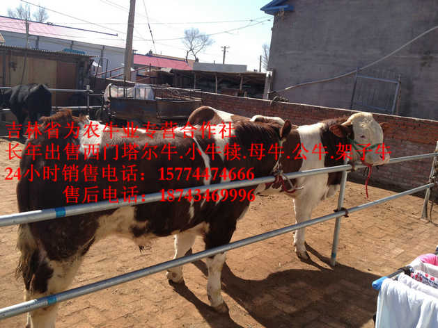 普兰店市出售西门塔尔牛&nbsp;&nbsp;营城子牛场&nbsp;&nbsp;吉林正规养殖场&nbsp;&nbsp;什么牛最好养