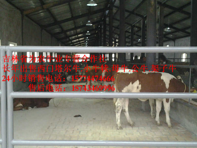 阿成区肉牛交易市场 吉林正规养殖场 四平繁育母牛 吉林养殖合作社