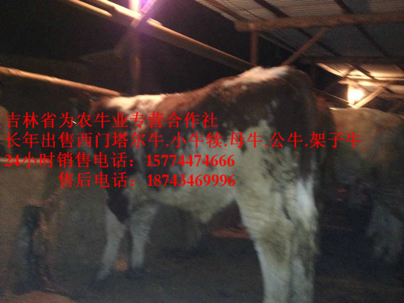 清水河县东北牛犊价格&nbsp;&nbsp;东北黄牛市场&nbsp;&nbsp;东北改良牛&nbsp;&nbsp;四平繁育牛犊