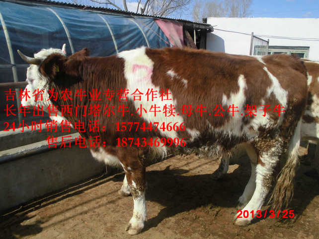 大洼县夏落来牛价格&nbsp;&nbsp;肉牛交易市场&nbsp;&nbsp;牛圈建设&nbsp;&nbsp;西门塔尔牛