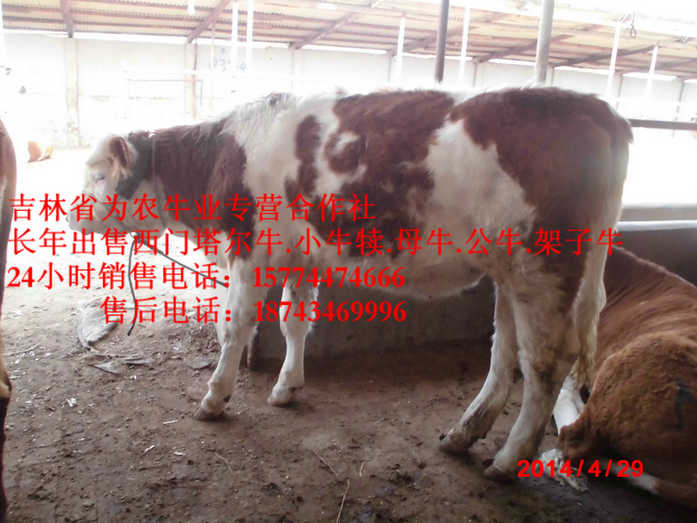 海城市东北黄牛&nbsp;&nbsp;西门塔尔牛价格&nbsp;&nbsp;四平架子牛&nbsp;&nbsp;东北正规养殖场