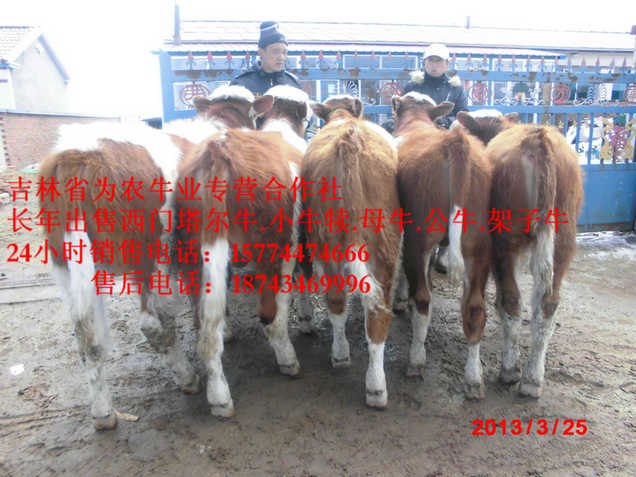 沈阳市黄牛交易市场 吉林养殖牛场 什么牛下犊好 什么牛最好养
