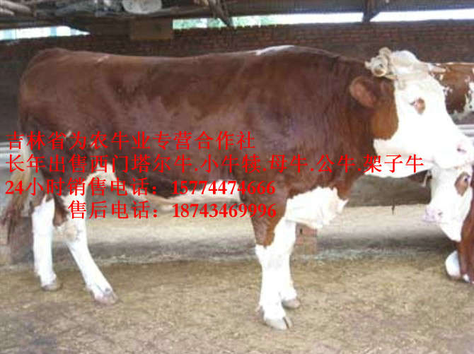 锦州市吉林养殖合作社&nbsp;&nbsp;什么牛长得快&nbsp;&nbsp;西门塔尔牛图片&nbsp;&nbsp;东北哪里牛便宜