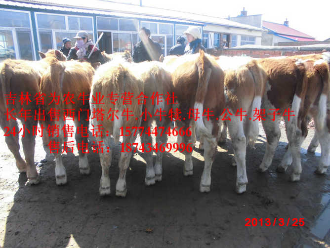 林西县西门塔尔牛价格&nbsp;&nbsp;东北黄牛&nbsp;&nbsp;营城子在哪里&nbsp;&nbsp;哪里牛源多