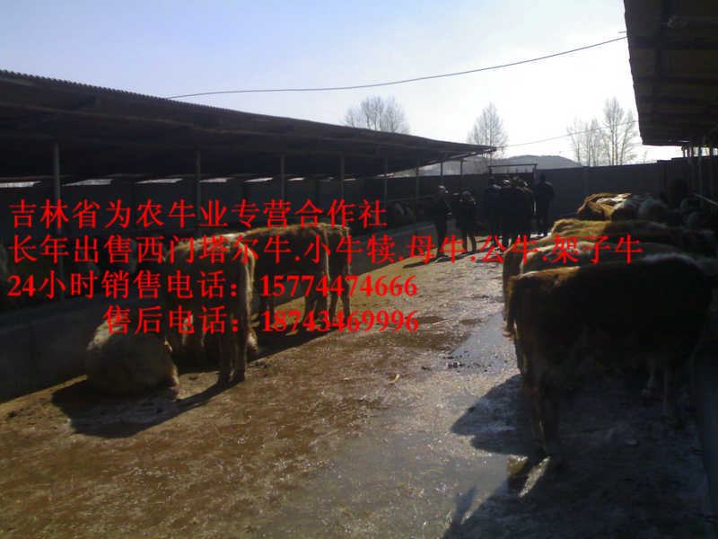 黑山县黄牛交易市场&nbsp;&nbsp;西门塔尔育肥牛&nbsp;&nbsp;西门塔尔牛厂家