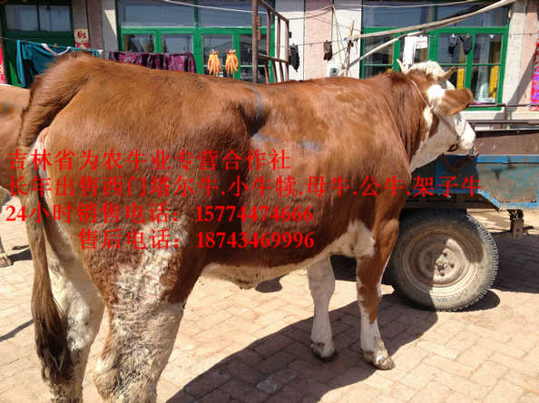科尔沁左翼中旗四平繁育母牛&nbsp;&nbsp;东北养殖牛场&nbsp;&nbsp;吉林哪里牛便宜&nbsp;&nbsp;肉牛交易市场
