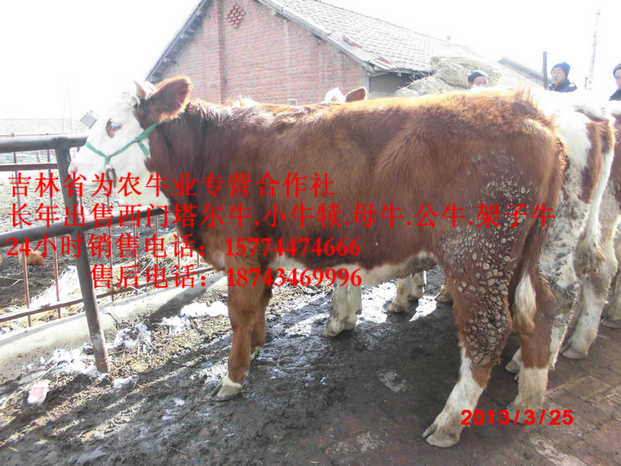 阿拉善左旗吉林正规养殖场 营城子牛场 肉牛交易市场 牛犊交易市场