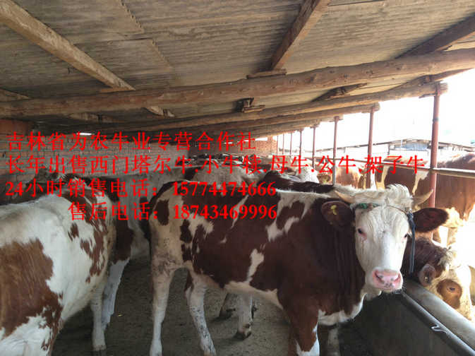 中山区西门塔尔种牛 西门塔尔育肥牛 东北改良牛基地 东北哪里牛价低