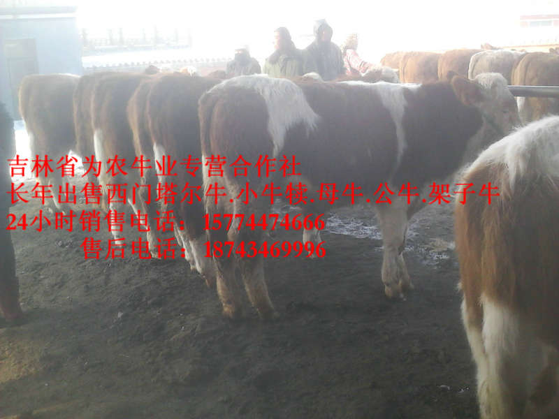 中山区西门塔尔种牛 西门塔尔育肥牛 东北改良牛基地 东北哪里牛价低