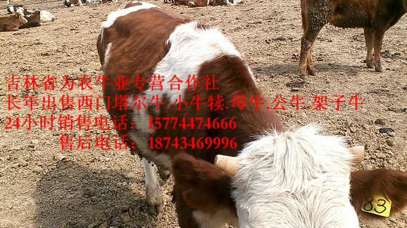 科尔沁区哪里有西门塔尔 售西门塔尔牛犊 吉林养殖牛场