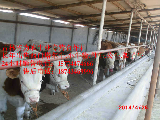 和龙市黄牛交易市场 东北黄牛 什么牛最好养 营城子肉牛