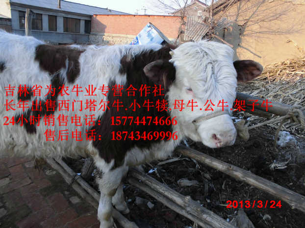 石拐矿区四平繁育母牛 营城子肉牛 东北西门塔尔牛 东北改良牛