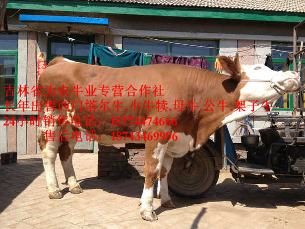 蛟河市营城子西门塔尔&nbsp;&nbsp;夏落来牛价格&nbsp;&nbsp;东北西门塔尔牛&nbsp;&nbsp;东北养殖合作社
