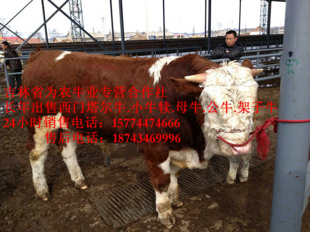 蛟河市营城子西门塔尔&nbsp;&nbsp;夏落来牛价格&nbsp;&nbsp;东北西门塔尔牛&nbsp;&nbsp;东北养殖合作社