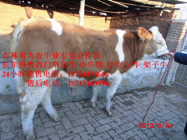 旅顺口区夏落来牛价格 出售西门塔尔牛 四平繁育母牛 西门塔尔牛犊