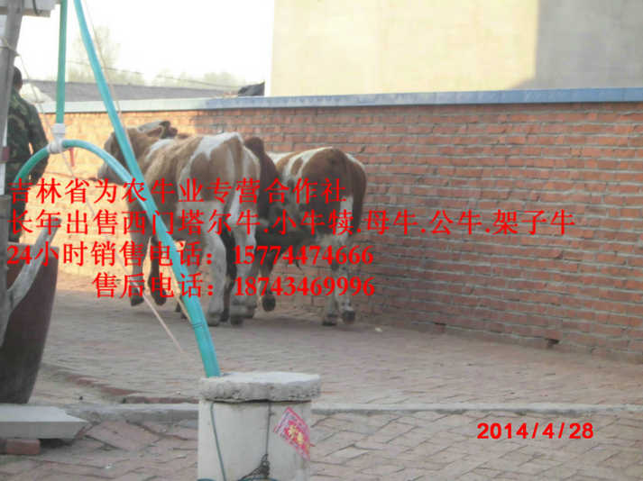 托克托县营城子牛场 牛犊交易市场 四平繁育母牛 哪里有西门塔尔