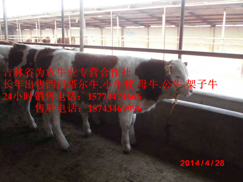 兴城市牛饲料配比&nbsp;&nbsp;东北繁育母牛&nbsp;&nbsp;西门塔尔牛犊&nbsp;&nbsp;什么牛下犊好
