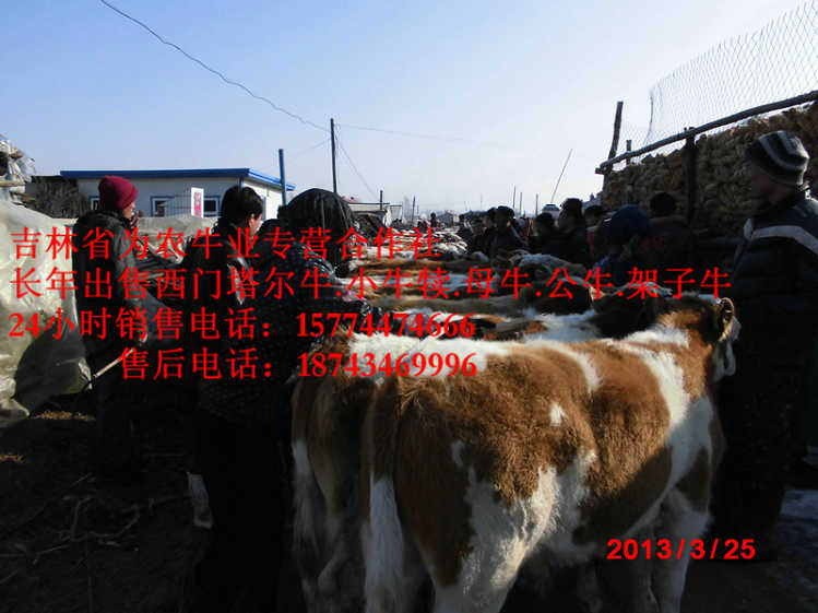 牙克石市东北哪里买牛犊 售西门塔尔牛犊 营城子肉牛 夏洛莱牛场家