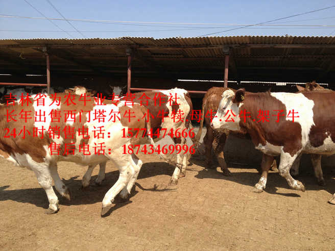 通化市西门塔尔牛图片 吉林牛犊图片 哪里有西门塔尔 东北牛犊图片
