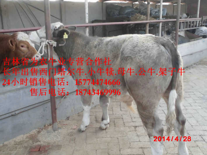 前郭尔罗斯蒙古族自治县四平繁育肉牛&nbsp;&nbsp;吉林养殖合作社&nbsp;&nbsp;牛病防治&nbsp;&nbsp;西门塔尔母牛