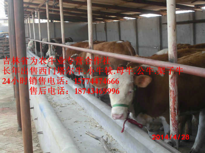 延吉市售西门塔尔牛犊 西门塔尔出肉率 东北哪里买牛犊