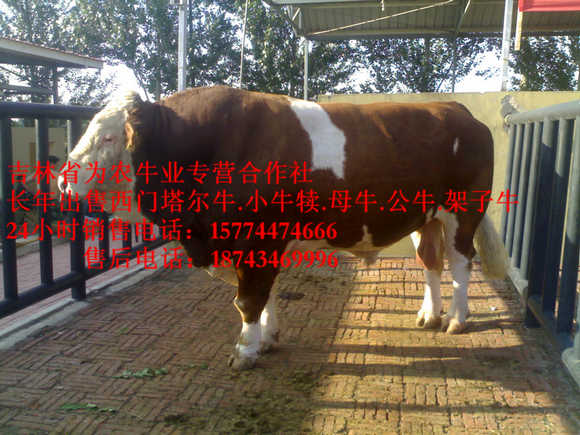友好区东北改良牛 东北养殖合作社 东北哪里牛价低 夏洛莱牛场家