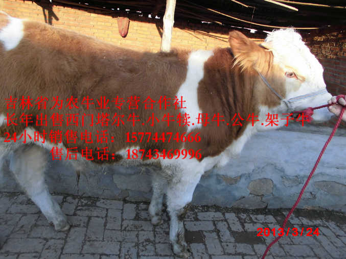 金山屯区东北改良牛市场&nbsp;&nbsp;东北小牛图片&nbsp;&nbsp;四平繁育牛犊&nbsp;&nbsp;四平架子牛